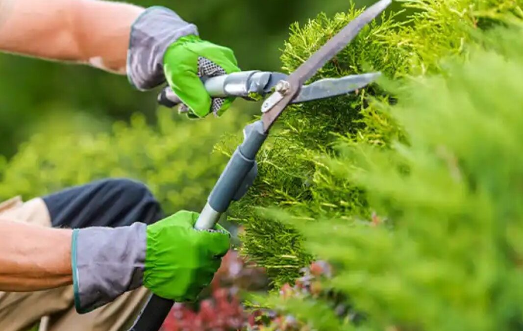 Podem podar l’arbre del nostre veí si les branques envaeixen el nostre jardí?