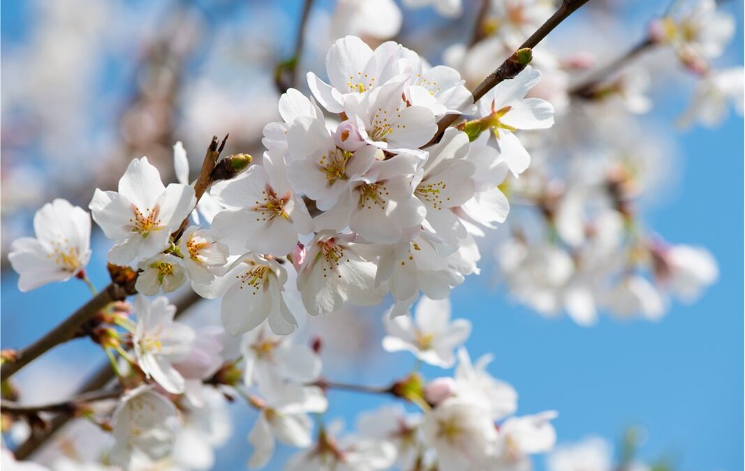 Manteniment del jardí comunitari a la primavera